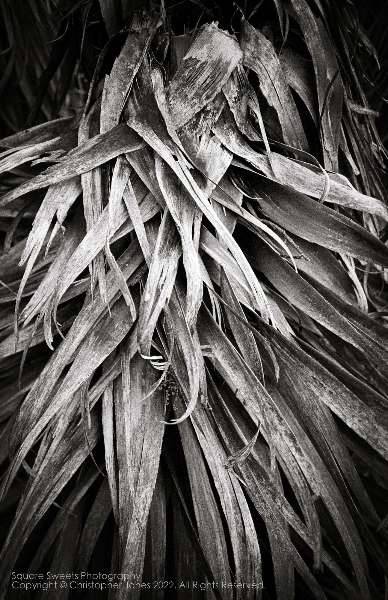 Old Pandani leaves, Mt Field National Park