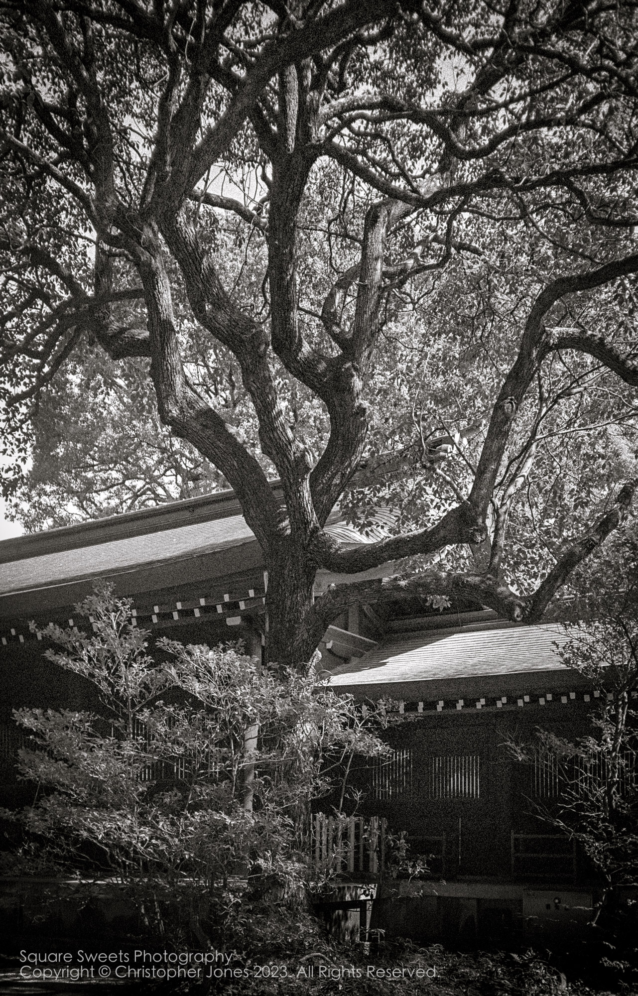 Meiji Jingu shrine, Shibuya, Tokyo