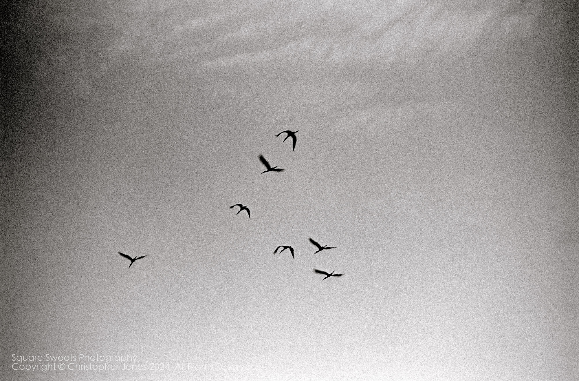 Storks at dawn, Kalametiya Bird Sanctuary, Sri Lanka